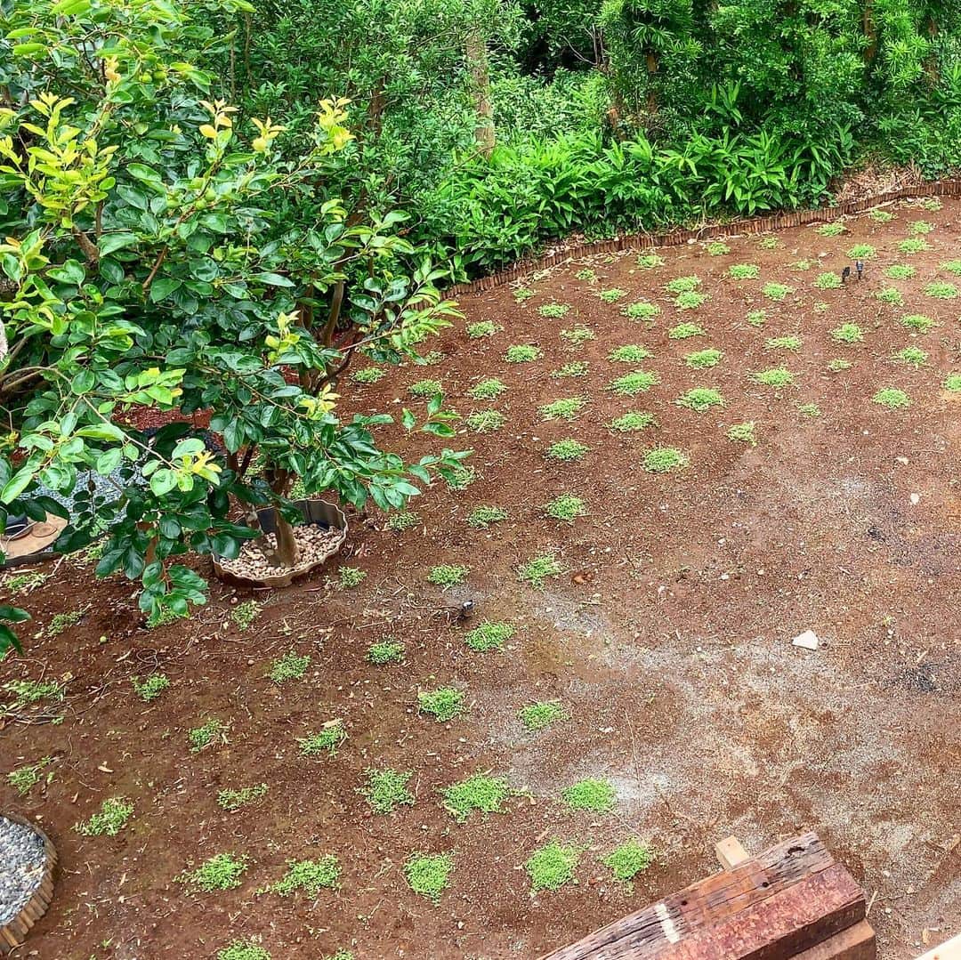 池内万作さんのインスタグラム写真 - (池内万作Instagram)「今日のクラピアさん。 雨が多いけど気温も上がってきて、ジワジワと広がってきてます。 同時に雑草も生えてきてるので、丁寧に抜いていかないと。 #クラピア #今日のクラピアさん #庭でした」7月3日 11時06分 - mandeshita