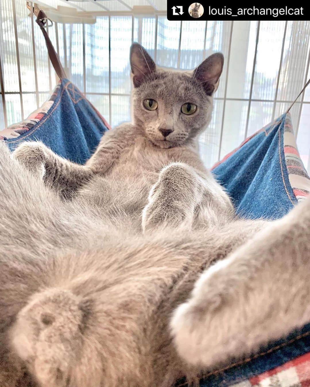 ねこのインスタグラム