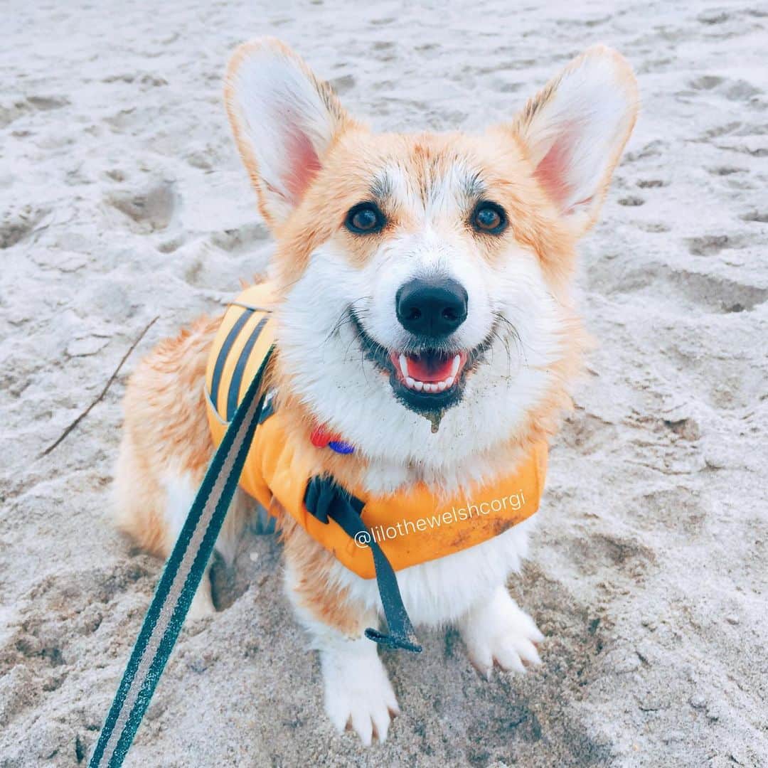 Liloさんのインスタグラム写真 - (LiloInstagram)「A little #tbt when I could go to the beach and get into some sandy fun woof! Anyone else missing things woof?」7月3日 11時40分 - lilothewelshcorgi