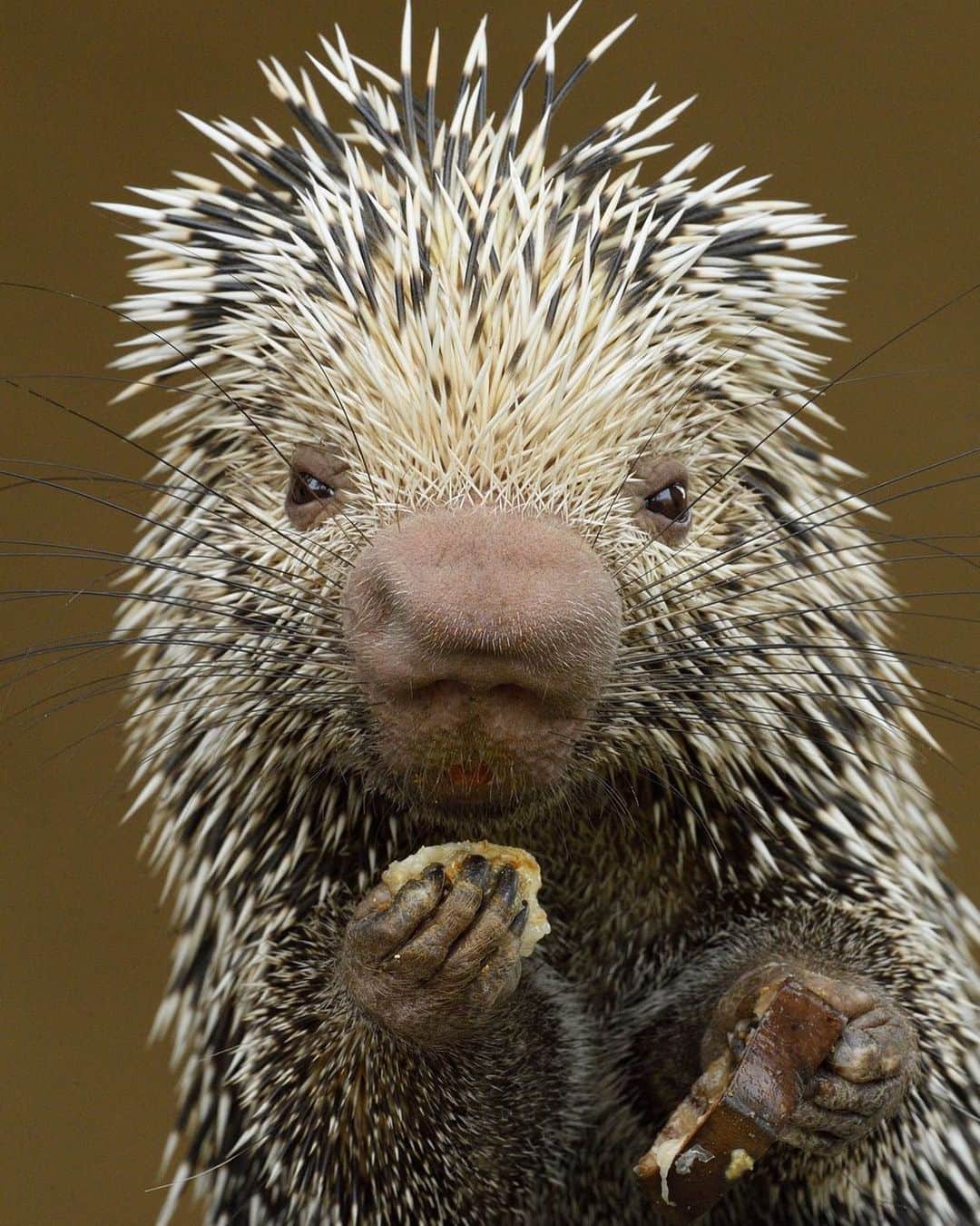 San Diego Zooさんのインスタグラム写真 - (San Diego ZooInstagram)「Icana is looking sharp for #WorldPorcupineDay, but let's stick to the point. Contrary to popular belief, this por-cute-pine cannot shoot her quills. In fact, quills are just modified hairs made out of keratin, the same substance found in our own hair and fingernails. These spiky, oversized rodents have muscles at the base of each quill that allow them to stand up when the animal is excited or alarmed. #QuillYouBeMine #porcupuns #PorCUTEPine #SanDiegoZoo 📷 Debbie Beals」7月3日 11時49分 - sandiegozoo