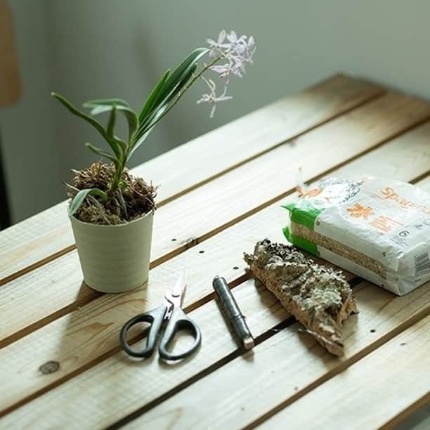 パナソニックのすむすむ さんのインスタグラム写真 - (パナソニックのすむすむ Instagram)「東京・自由が丘でフランスのアンティーク家具や雑貨と植物を扱い、造園や外構のプランニングも行う「BROCANTE(ブロカント)」。いい植物を使ったセンスのいい空間は、常にガーデン好きやインテリア好きの注目を集めています。  エントランスのような限られた空間の植物演出でまず大切なのは、「植物選び」と言う松田さん。たとえば、日当たりが悪ければ日陰でもよく育つ品種を、水やりの時間がとりづらければ乾燥気味の環境を好む品種を選ぶなど。 これまでたくさんの植物を扱ってきた経験から、誰でも実践できる取り入れ方を提案しています。  この続きはsumusumuアプリで公開中です！ https://yappli.plus/sumai-releases01_insta  #Panasonic #パナソニック #リノベ #マンションリノベーション #パナソニックリフォーム #sumusumu #憧れのマイホーム #憧れの暮らし #アンティークショップ #松田尚美 #BROCANTE #すむすむ #プランニング #インテリア好き #ガーデン #アンティーク家具」7月3日 12時00分 - sumai_panasonic