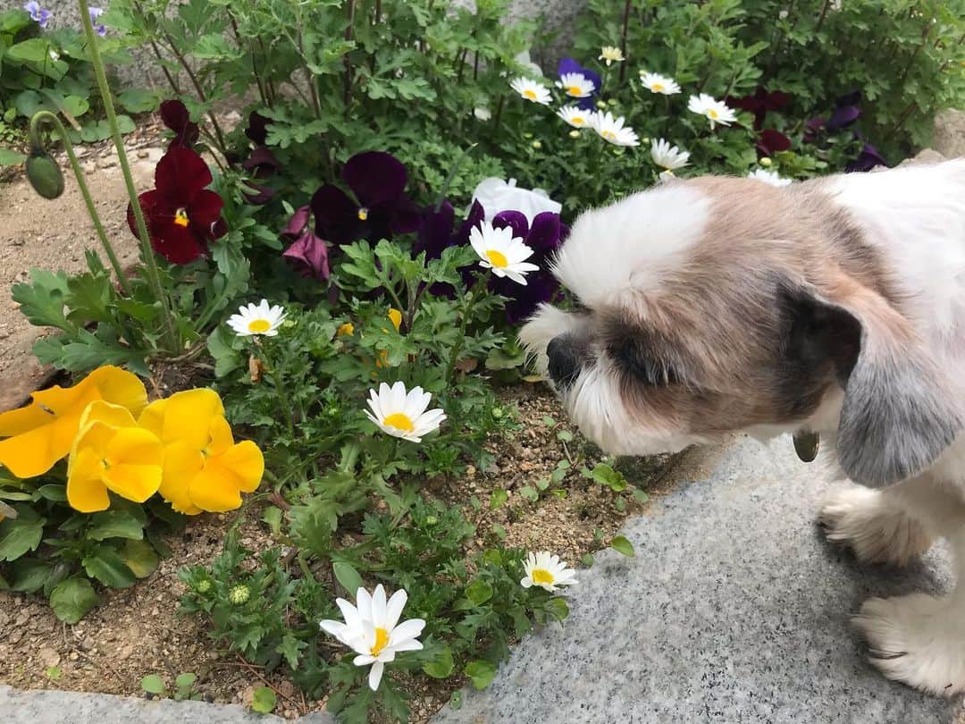チャ・ミンジのインスタグラム：「킁킁 꽃냄새 어때??🐶  #반려견#사지마세요입양하세요#태랑이#왕자님」