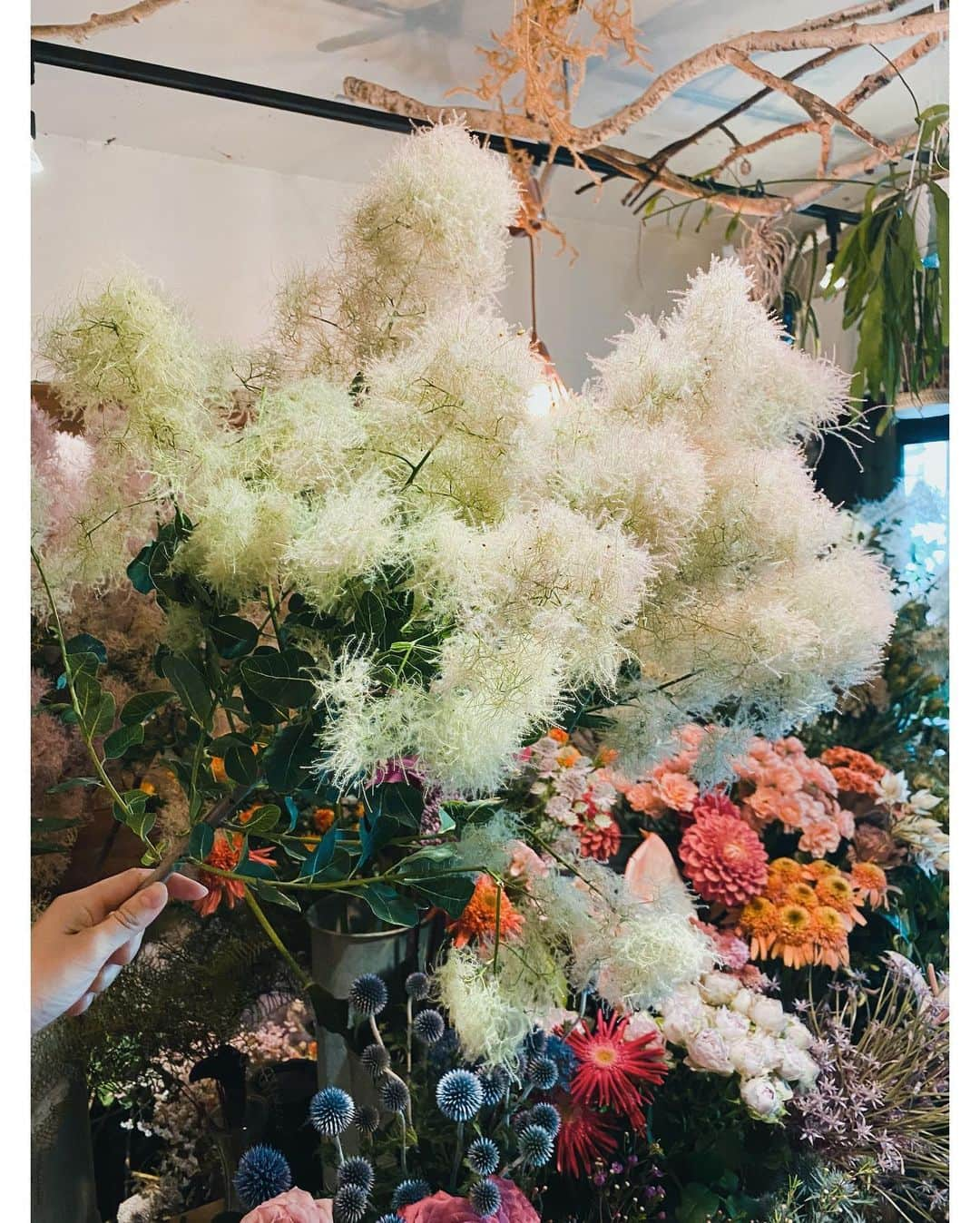 高山都さんのインスタグラム写真 - (高山都Instagram)「撮影用に朝から @the.daffodils.flowershop でお買い物。 この季節のモケモケのスモークツリーは抱えてるだけで気分が上がる。」7月3日 13時13分 - miyare38