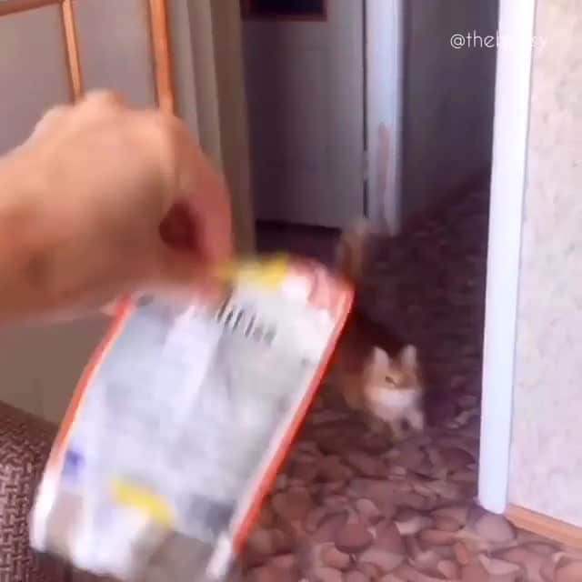 Aww Clubのインスタグラム