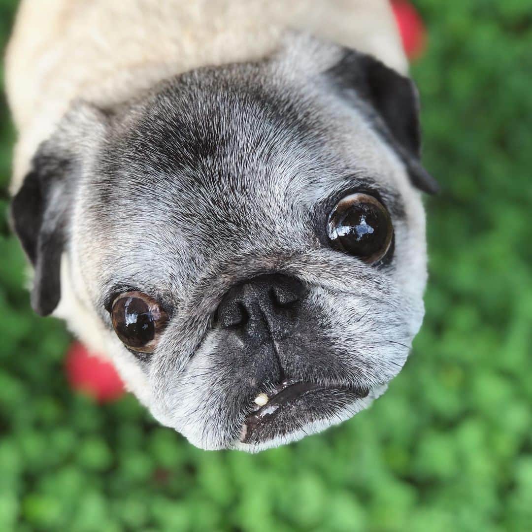 八兵衛のインスタグラム：「Hachibei☘️ * * *  #ほぼ黒パグ #おじいちゃん犬 #pug #puggy #puglife #puglove #petstagram #pugstagram #pugsofinstagram #pugs #dog #ふわもこ部  @igersjp #IGersJP #east_dog_japan #pecoイヌ部 #八兵衛 #はちべえ #朝ワンコ夕ニャンコ」