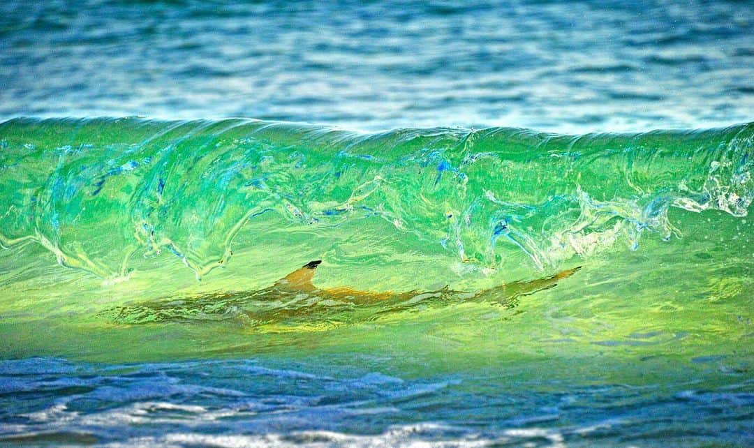 Thomas Peschakのインスタグラム：「Surfing Shark - Aldabra Atoll, Seychelles 2015. I lived for more than 3 months (on two expeditions) on this remote Indian Ocean atoll, but only observed blacktip reef sharks surfing twice. They use the momentum of the waves to access parts of the lagoon/beach normally too shallow to reach. Shot on assignment for @NatGeo working with @sif_seychelles」