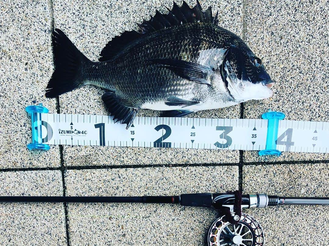 井澤惇のインスタグラム：「豊洲ピットの裏で37cmの黒鯛釣れました。 #ヘチ釣り」