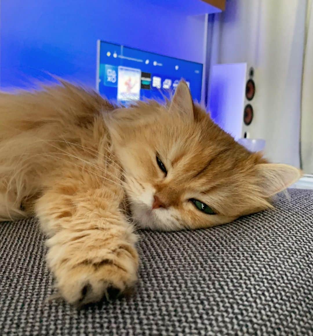 Smoothieのインスタグラム：「Can’t contain their excitement.」