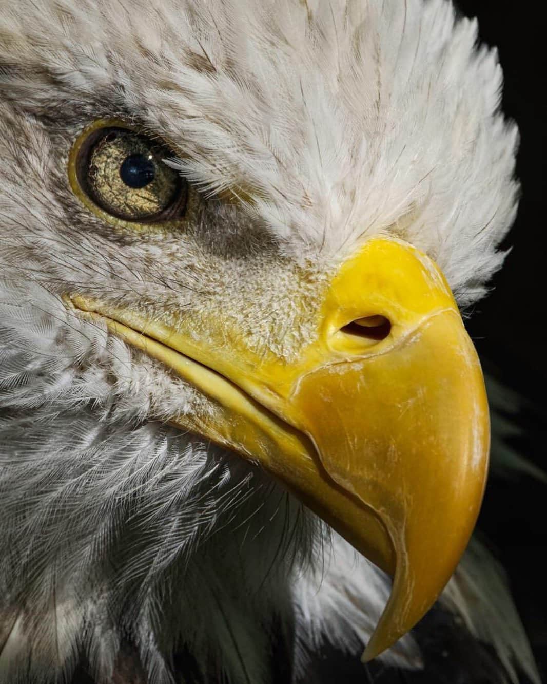 CANON USAさんのインスタグラム写真 - (CANON USAInstagram)「Photo by #CanonExplorerOfLight @adam_jones_photo "I made the shot when the bird tilted his head toward my position, thus eliminating most of the downward viewpoint. The super-telephoto lens allowed for the very tight framing requiring no cropping."   Camera: #Canon EOS 7D Mark II Lens: EF 600F4 IS III + 1.4x III teleconverter Aperture: f/11 ISO: 2000 Shutter Speed: 1/500 sec」7月4日 1時30分 - canonusa