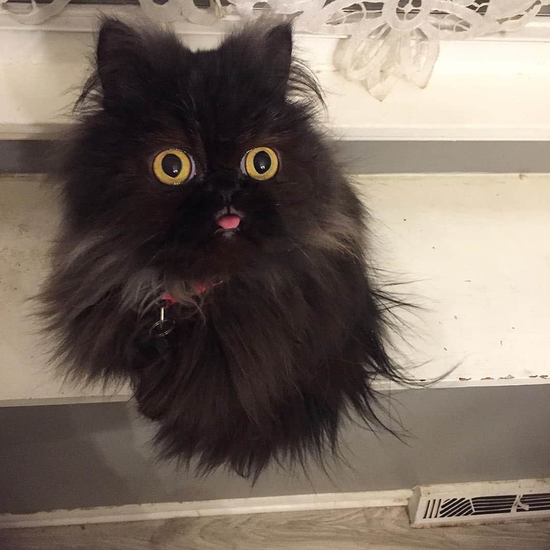 Instagramさんのインスタグラム写真 - (InstagramInstagram)「Yes, she’s real. ⁣ ⁣ Meet October (@littlebittyoctober), an itty-bitty, wide-eyed Persian cat who — according to her human — is just as sweet as she looks. 👅⁣ #WeeklyFluff ⁣ Photo by @littlebittyoctober」7月4日 1時40分 - instagram