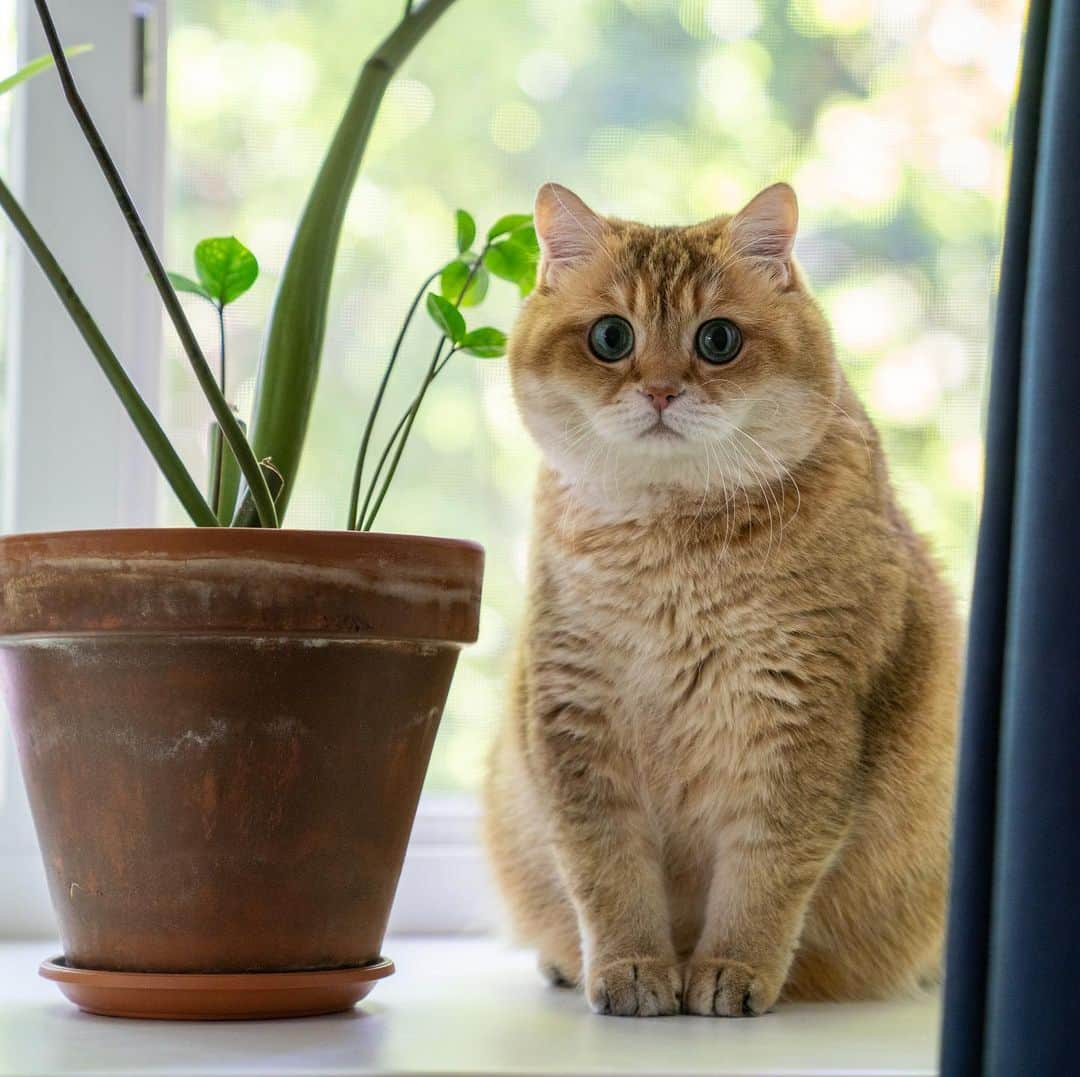 Hosicoさんのインスタグラム写真 - (HosicoInstagram)「Mommy, I didn’t eat leaves from him today 😏🌿」7月3日 16時48分 - hosico_cat