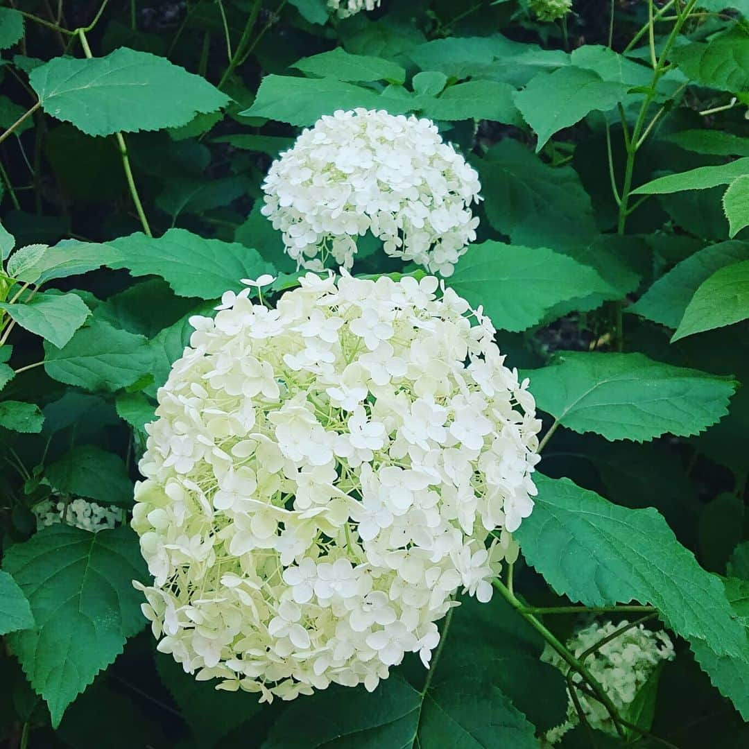 彦摩呂さんのインスタグラム写真 - (彦摩呂Instagram)「全国の皆さん 大雨警報発令地域の方々は 気を付けて下さいね。 早めに早めに避難対策をね。  雨が止んで近くの公園にワンちゃんと散歩しました。 キレイなアジサイが満開でしたよ😃🎵🌸 アジサイは小さな小さな花が たくさん集まって大輪に見えるんだね。僕らも、小さな小さな思いやりが集まると、大きな大きな 愛になるんだね🎵🌸 今日も１日ありがとう‼️🌸♥️ #彦摩呂#アジサイ #あめあがり #散歩 #公園 #大雨 #大雨警報 #ワンちゃん」7月3日 16時44分 - hikomaro_honmono