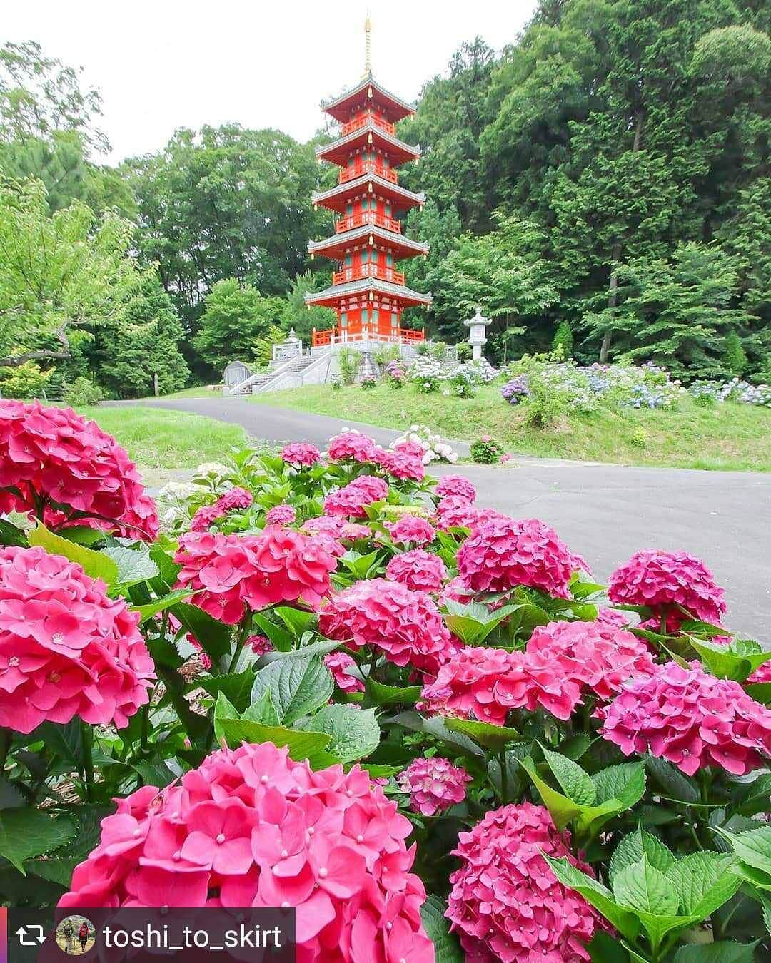 兵庫県さんのインスタグラム写真 - (兵庫県Instagram)「兵庫県公式インスタグラム『love_hyogo』です。  love_hyogoでは皆さんが#lovehyogo のハッシュタグを付けて投稿していただいた写真を紹介をさせていただきます。  本日のピックアップは @toshi_to_skirt さんのお写真です👑 ハッシュタグをつけての投稿ありがとうございます🙏  写真は、三木市大村にある『金剛寺』での一枚です😊 　 赤い五重塔と濃いピンク色のあじさいがリンクして華やかで目を引きます😄✨ あじさいと言えば、青や紫、ピンクなどの淡い色のイメージだったのですがこんなにビビットな色もあるんですね〜💑💮 調べてみると、あじさいは世界中で品種改良がなされて、2000種類もの品種が存在しているそうです(ﾟ∀ﾟ)  金剛寺にあるあじさいロードは、道路の片側1面にあじさいが植わっている三木市の隠れたあじさいの名所になっているそう😊 あじさいロードはお寺の境内にありますが、車通りが多いそうなので鑑賞の際は十分お気をつけください🙆  兵庫にまつわる投稿は#lovehyogo のハッシュタグをお願いします👈  #兵庫県#兵庫#lovehyogo#love_hyogo#photooftheday#followme#三木市 #金剛寺 #あじさい #アジサイ #紫陽花 #あじさいロード #五重塔 #綺麗 #自慢したい兵庫の景色 −−−−−−−−−−−−−−−−−−−−−−−−−−−−−−−−−−−−−−−−−−−−−−−−−−−−−−−− 兵庫県では、新型コロナウイルス感染拡大を予防する『ひょうごスタイル』（📍3密（密閉、密集、密接）の回避📍身体的距離の確保📍マスクの着用等）の推進のご協力をお願いしています。」7月3日 16時48分 - love_hyogo