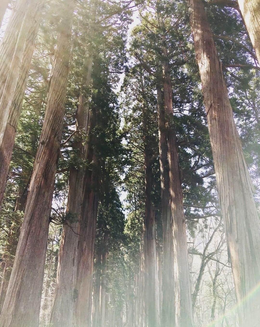 ?長野県 観光 公式インスタグラム さんのインスタグラム写真 - (?長野県 観光 公式インスタグラム Instagram)「//﻿ Photo by @mayumi_and_hiro﻿ ﻿ The Giant Cedars of Togakushi Okusha Shrine﻿ (Nagano City)﻿ ﻿ Over 200 giant 400-year-old cedar trees flank the trail that leads to the Togakushi Okusha Shrine.﻿ ﻿ Walk along these mammoths of the forest and take in the mystical atmosphere of Togakushi.﻿ ﻿ ==========﻿ ﻿ 社に続く道﻿ 「戸隠神社奥社の杉並木」﻿ ＠長野市﻿ ﻿ 戸隠神社奥社へと続く参道﻿ その両側には200本以上の﻿ 樹齢400年のスギの巨樹が﻿ まっすぐ天を貫いています🌲﻿ ﻿ 圧倒的なスケールと﻿ 神秘的な雰囲気を感じながら﻿ ゆっくりと歩いてみませんか🍃﻿ ﻿ ーーーーーーーー ﻿ ﻿ Location /Nagano City, Nagano, Japan﻿ ﻿ #おうちでながの﻿ #長野のいいところ﻿ #戸隠神社奥社﻿ #長野市」7月3日 17時00分 - nagano_japan