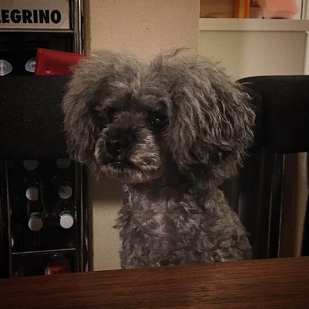 岡本啓佑さんのインスタグラム写真 - (岡本啓佑Instagram)「あたまかわいいね @toypoodlespikeandjet #toypoodle」7月3日 17時07分 - okamoto_keisuke