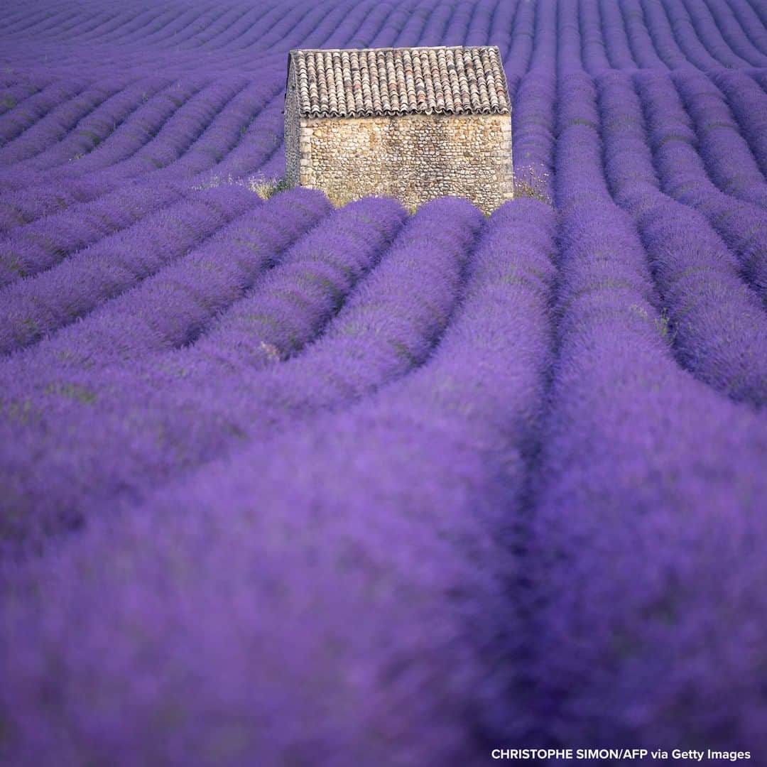ABC Newsさんのインスタグラム写真 - (ABC NewsInstagram)「PURPLE HAZE: Lavender as far as the eye can see in a field in Puimoisson, southern France. #field #nature #flowers #lavender」7月3日 17時47分 - abcnews