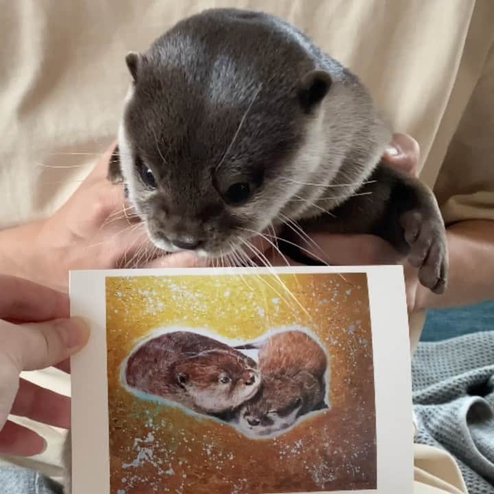 カワウソ コタロー&ハナのグルメインスタ