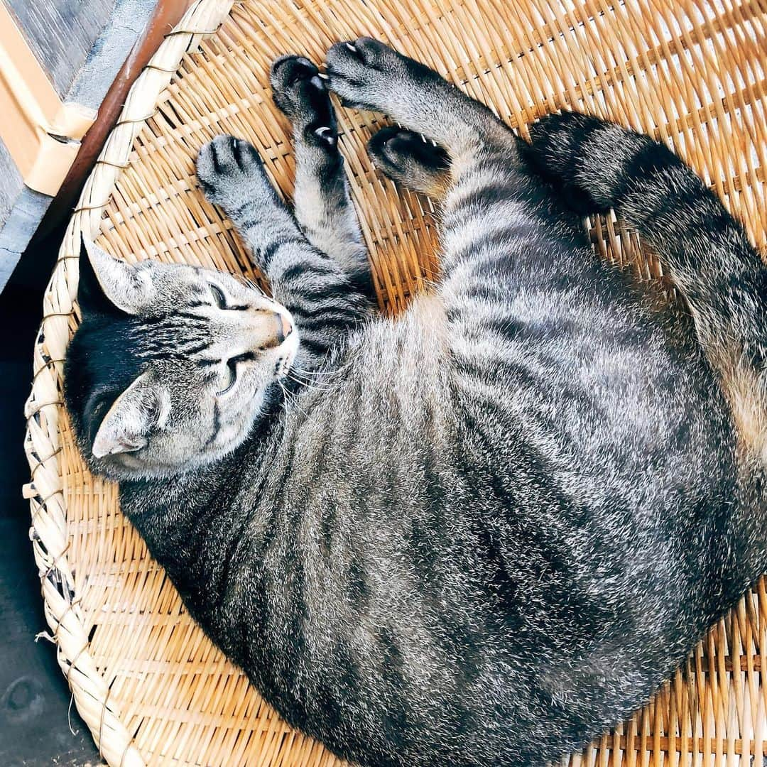 平野ノラさんのインスタグラム写真 - (平野ノラInstagram)「🐈💕  #ざるねこ #❤︎」7月3日 17時56分 - noranoranora1988