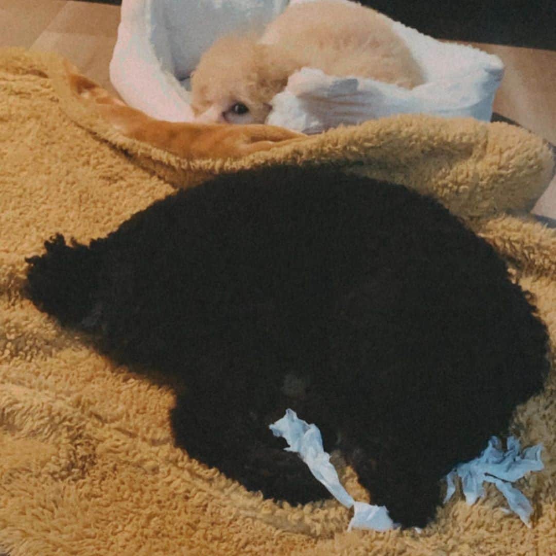 川口優菜さんのインスタグラム写真 - (川口優菜Instagram)「なんとも言えないこの悪そうな顔😆 #tiatim #toypoodle  #dogstagram」7月3日 18時03分 - yuna.kawaguchi