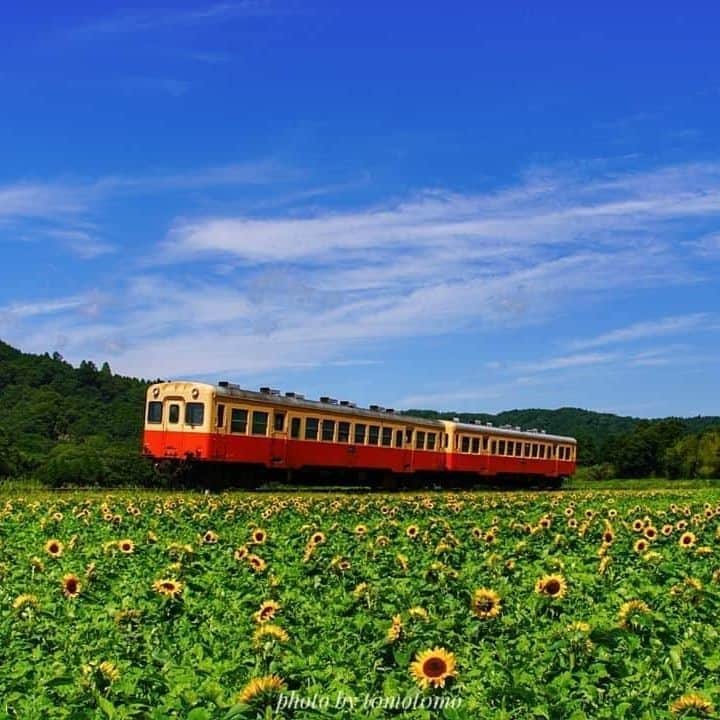 あなたのlove Chiba教えてキャンペーンさんのインスタグラム写真 あなたのlove Chiba教えてキャンペーンinstagram 本日は らぶちばseason9 T0mot0mo さん の投稿をご紹介 養老渓谷駅手前にある 石神の菜の花畑のミニひまわり が満開です もう夏ですね 梅雨