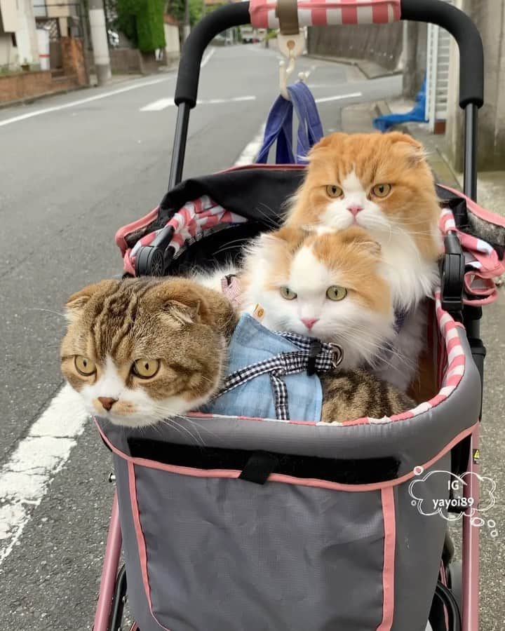 のインスタグラム：「Let's go home before it rains  🛒💨 . お昼から雨の予報☔️ 月1検診(+レボリューション) 暑くなる前に帰って来れました 🐵🦁🐹🛒💨 みんな体重も変化無し👍 . 今日はワンちゃんのお散歩の方に数回遭遇し、声をかけていただきました。 皆さんマスク姿で道を隔てた向こう側から(家にも猫いますよー！)って😆 ワンちゃんとにゃんこの両方飼いさんって意外と多いんですね〜😺🐶懐かしいし、羨ましい❤️ . #catsofinstagram #weeklyfluff #cats #scottishfold #catlover #instagramcats #adorable #love #pleasantcats #meowed #9gag #catoftheday #cats_of_day #pecotv #kawaii」