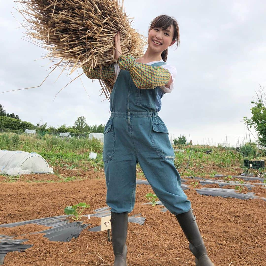 南條早紀さんのインスタグラム写真 - (南條早紀Instagram)「農業ガールです👩‍🌾✨ . . 「フルサタ！」 前回のさきベジGardenでは、 スイカの畑にワラを敷きました🍉 （詳しくはHPの絵日記を見てね🎨） . そのときのワラとともに！ 非常にTHE 畑ガール！という感じの 良い写真が撮れました😊✨笑 . . どっこいしょーーーーー！ 毎回、気合いだけは十分です😗💓 . . 衣装はmonkuwaさんから 提供していただいています！ このサロペットは、横がメッシュになっていて 着心地もいいのです🥺✨ かわいいだけじゃなくて 機能性もバッチリでありがたいです👩‍🌾💓 . . あすのさきベジGardenのコーナーでは 夏野菜のピーマンとナスを収穫❤️ 池田航くんの絶品レシピでいただきますので 要チェックですよ〜♬ . 他にもキャンプ特集🏕や、 寿司券が当たる生中継もあります☺️ . . フルサタ！ 4日（土）お昼11:24〜 ご覧ください〜❤️ . . #富山 #富山県 #富山市 #toyama #畑 #農業 #畑ガール #農業女子 #農業ガール #衣装 #衣装提供 #monkuwa #モンクワ #かわいい #お洒落 #作業着 #つなぎ #サロペット #家庭菜園 #家庭菜園初心者 #🔰 #スイカ #🍉 #富山テレビ #フルサタ #アナウンサー #女子アナ #南條早紀 #なんじょうのにちじょう #bbt」7月3日 18時33分 - nanjo_saki