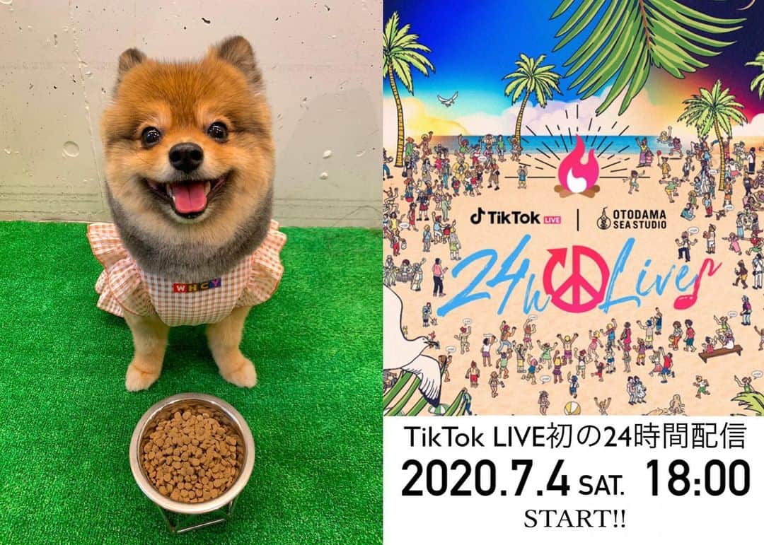 KITAKAZE & LILIさんのインスタグラム写真 - (KITAKAZE & LILIInstagram)「『TikTok OTODAMA 24時間LIVE』に出演決定!! TikTokで7/4(土)18:00から翌7/5(日)18:00までの24時間ぶっ続けで配信します！  MC 景井ひな / クレイ勇輝 / ３時のヒロイン / 田中シングル / はやたく(林拓磨／Hi☆Five) / ミスターヤバタン  アーティスト うえのたくと / 上野優華 / うじたまい / HY / 岡谷柚奈（703号室） / OVERSTREET / 加藤登紀子 クレイユーキーズ with 井上苑子 / クレイユーキーズ with yui(FLOWER FLOWER) / さなり / shimamo  スカイピース / DAICHI / チェンタンソク / つるの剛士 / TEE / Novelbright / 平井 大 / ファンキー加藤 藤井フミヤ / Baby Kiy / まつり / 宮川大聖 / May J. / りりあ。  トークゲスト 青山テルマ / 新井遥 / 石倉ノア / 石田桃香 / 磯俣愛 / 伊藤広基 / 伊原六花 / 伊吹＆よへさんの二人 今村美月(STU48) / 馬越零生 / 大西桃香(AKB48) / 小栗有以(AKB48) / kitakaze / 門脇実優菜(STU48) / Kirari  桜井日奈子 / SARA／サラ・コールディ / ジェラードン / 下尾みう(AKB48) / 清水翔太 しゅんしゅんクリニックP / しらゆき❄︎ / スクールゾーン / Zutti Mattia / 曽田陵介 / 谷川陽菜 / デニス 得あゆ / 那須泰斗 / Nami Kawamoto – 川本七海 / 西村ヒロチョ / 新田さちか / ねお パルクール系女子 泉ひかり / ピスタチオ小澤 / ひょっこりはん / 福山絢水(あやみん) / BOYS AND MEN 研究生 まあたそ / 前田希美 / ミチ / むさし(ZOZOでよく見る人) / やみちゃん / ゆうにゃん / 柚希礼音 / ゆな よしあき / ラブマツ(LOVEMATSU) / りかりこ / RyuTricksりゅートリックス  RUNWAY動画参加者 旭空汰 / 岩田華怜 / ヴィエンナ / 植村颯太 / 吉川友 / 黒田昊夢 / 後藤萌咲 / 佐藤ノア / 鈴木康介 / すみぽん 谷川菜奈 / ちゆう / 土屋怜菜(れいぽよ) / ナダル(コロコロチキチキペッパーズ) / 南部 桃伽 パークマンサー from 軟式globe / はるな愛 / 本田響矢 / 松田悟志 / 南の島のおばーと孫 / 宮瀬いと 山本ゆうか / ゆーしん / 吉田実代 / ラパルフェ 都留拓也 当日の視聴はこちらから!https://bit.ly/3dkkxsD ⁣【TikTok OTODAMA 24時間LIVE 概要】 ■放送日時：7月4日(土) 18:00〜 7月5日(日)18:00 ■視聴方法：ショートムービープラットフォーム「TikTok」のTikTok Japanアカウントから視聴できます。 ⁣  ゲストや詳細はこちら↓  https://prtimes.jp/main/html/rd/p/000000190.000030435.html  #otodama」7月3日 18時58分 - kitakaze_s_lili