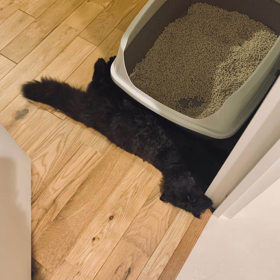 のインスタグラム：「猫テトリス　>< #cochicat」