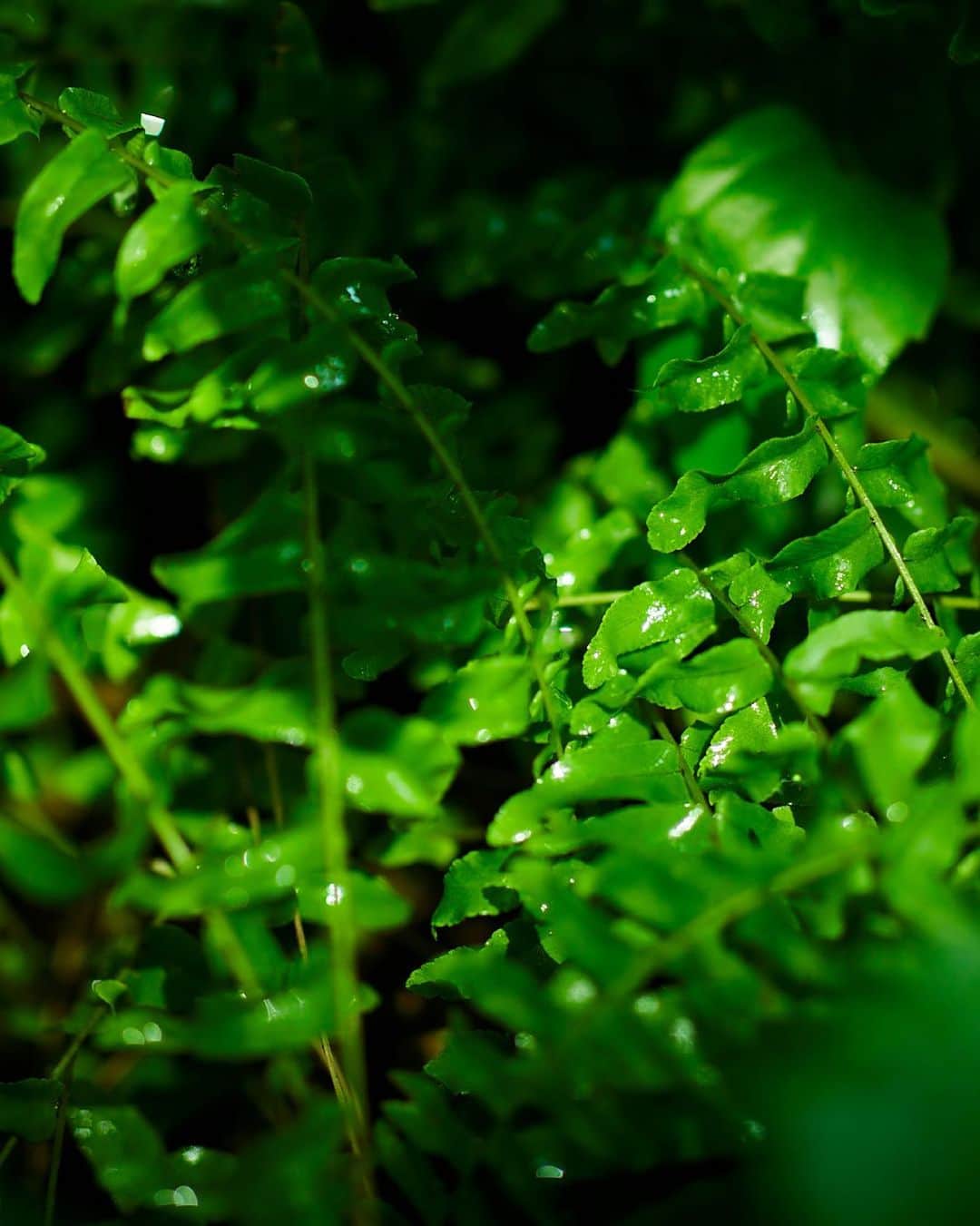 botanist officialさんのインスタグラム写真 - (botanist officialInstagram)「雨は植物を潤すのみでなく、花や葉に色ツヤや清らかさを与えます。 しっとり濡れた枝、雨滴でキラキラ輝く葉🌿 見ていると心の中のネガティブな雑念が洗い流され、心がスッと前を向く気がしませんか？ ⠀⠀ 雨と植物、私たちと植物、みんな共に生きています✨ ⠀⠀ #BOTANIST #ボタニスト #botanisttokyo #ボタニストトウキョウ #botanicalbeauty ⠀⠀ 🗼@botanist_tokyo 🌍@botanist_global 🇨🇳@botanist_chinese」7月3日 19時06分 - botanist_official