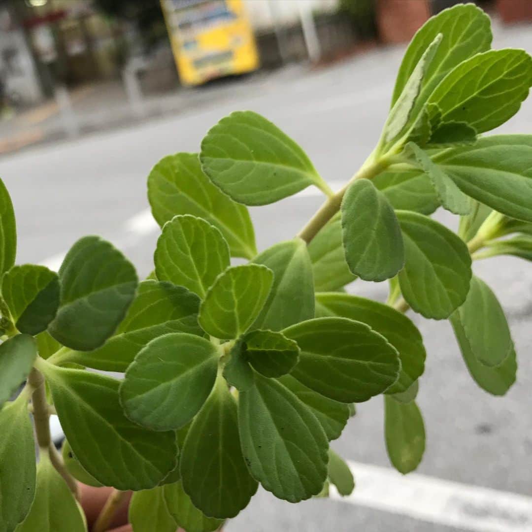 MOOMINのインスタグラム：「先程の植物の名前分かりました！ 正解は  マンジェリコン  でした。  #マンジェリコン」