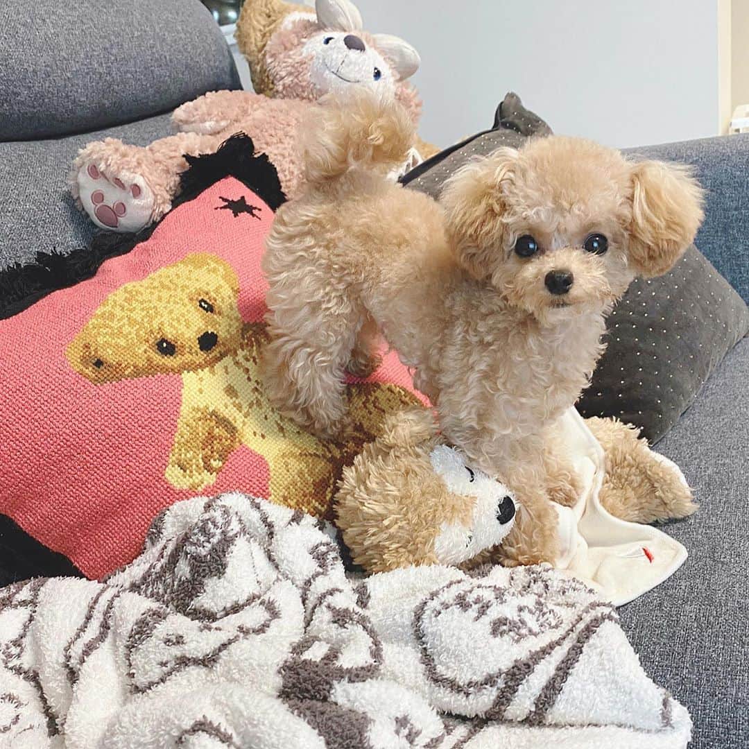 のインスタグラム：「ご報告🐶💕 この度、新しく家族が増えました🧸 ロイヤルティーカッププードルの女の子🎀 名前は『ブー』ちゃんです💗 @my_boo_1009  実家で飼ってる猫ちゃんのククとも徐々に仲良く遊んでくれて嬉しい✨ この子を飼うことになったきっかけなど、長くなるのでYouTubeにまとめました。 是非見てください！ #ロイヤルティーカッププードル #ティーカッププードル #いぬすたぐらむ」