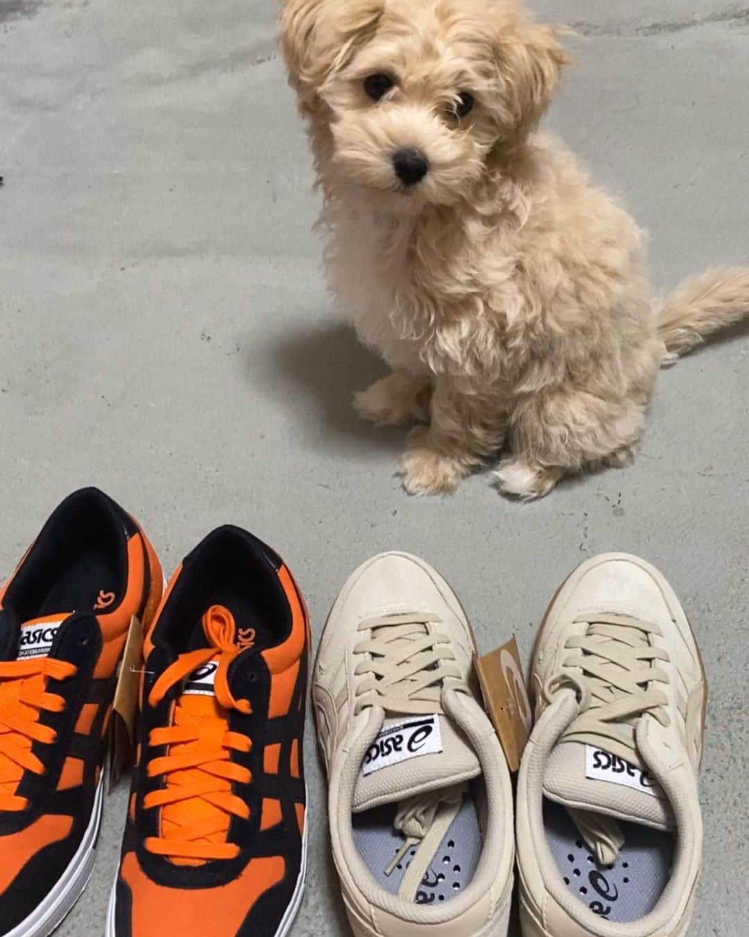 中村貴咲のインスタグラム：「土曜日にasicsからAaron proが発売されます✔️ It comes out on the 4th July . Congratulations ❤️new kind of asics skate shoes And Happy birthday my mom! そして7/4は @5050curry 君のお店も移転オープンです。アシックスの商品がたくさんおいてあります。asicsのスケートパークの目の前です。まだパークはやっていませんが是非お店だけでもみてみてください❤️ そして今日はママの誕生日！おめでとう！これからもよろしく！キサだけしか写ってないけど！！(アイスは食べていません笑) #asicsskateboarding #aaronpro @asics_sportstyle_jp @instant_skateboards @instant_kichijoji @instant_chiba @instant_odaiba @asicsskateparkby5050」