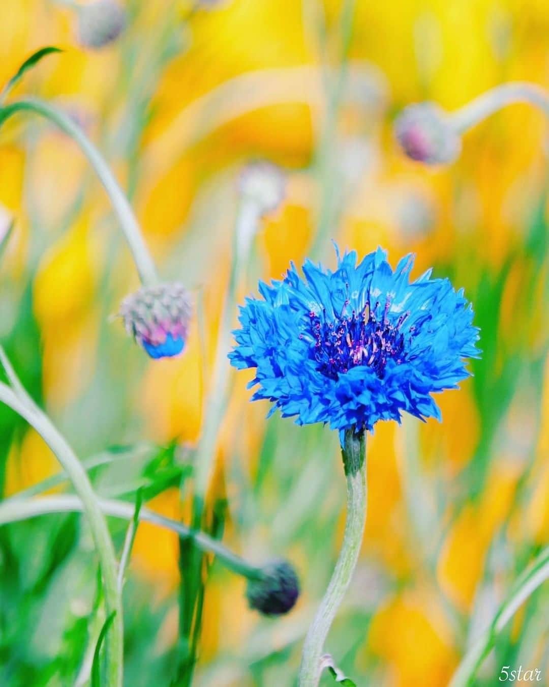花の写真館のインスタグラム：「Photo by @5starphotograph.⠀ https://www.instagram.com/5starphotograph/⠀ .⠀ Original Post[投稿いただいたURL]⠀ https://www.instagram.com/p/BzNn933gcnx/⠀ .⠀ 本アカウントは、 #私の花の写真 をつけてInstagramに投稿された皆さまの花の写真や、「花の写真館」Facebookページで投稿された花の写真を紹介します。⠀ 「花の写真館」Facebookページは、「 @floral.photograph 」のプロフィールにあるURLからご覧ください。⠀ .⠀ ※各自、政府、自治体など公的機関の指示に従った行動をお願いします。⠀⠀ 東京カメラ部および分室では、写真を「見る楽しみ」を提供することを通して、微力ながら皆様にわずかな時間でも癒しをお届けしたいと思っております。⠀ ※本アカウントは東京カメラ部がFacebook、Instagramのサービスを利用して運営しているもので、Facebook社・Instagramとは一切関係ありません。⠀ .⠀ #花の写真館 #floralphotograph #floralphoto #flower #flowers⠀ Follow: @floral.photograph」