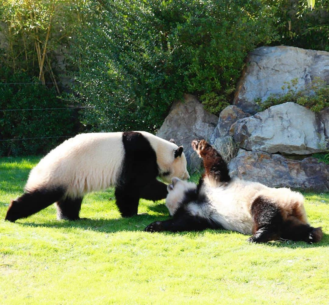 パンダ（白浜）さんのインスタグラム写真 - (パンダ（白浜）Instagram)「fusion twins❤️  🐼😊🐼  #ADVENTUREWORLDPANDAS #baby #HELLOLITTLE #pandamental #hellopanda #ハローリトル #ハローパンダ #パンダグラビア #パンダ　and #panda #pandababy 🐼🐼🐼」7月3日 19時57分 - hellopanda_book