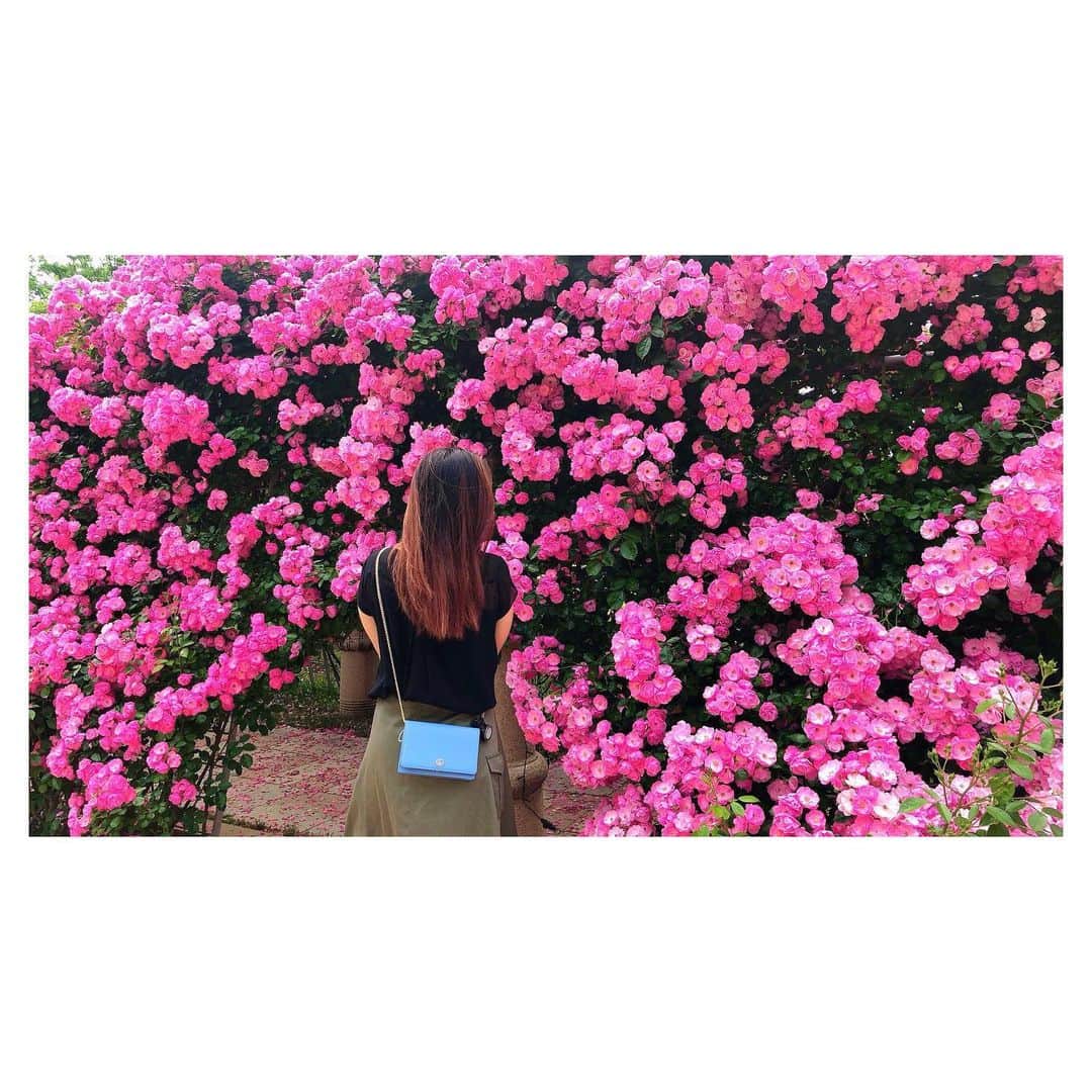 高田汐美さんのインスタグラム写真 - (高田汐美Instagram)「お花と濃厚接触してたら金色の毛虫くっついてきたよ涙 来年行くときは気をつけてね スーパーかわいかった💐✨　6月中旬に行ったよ😘 #ハイジの村　#バラのアーチ」7月3日 20時02分 - shiominniee