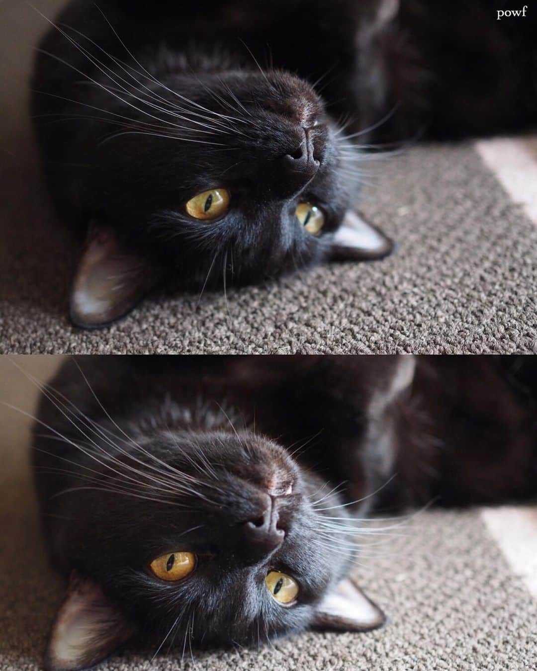 anemone_69のインスタグラム：「. #ハカセとキョウジュ #blackcat #黒猫 #cat #猫 #保護猫 . . .」