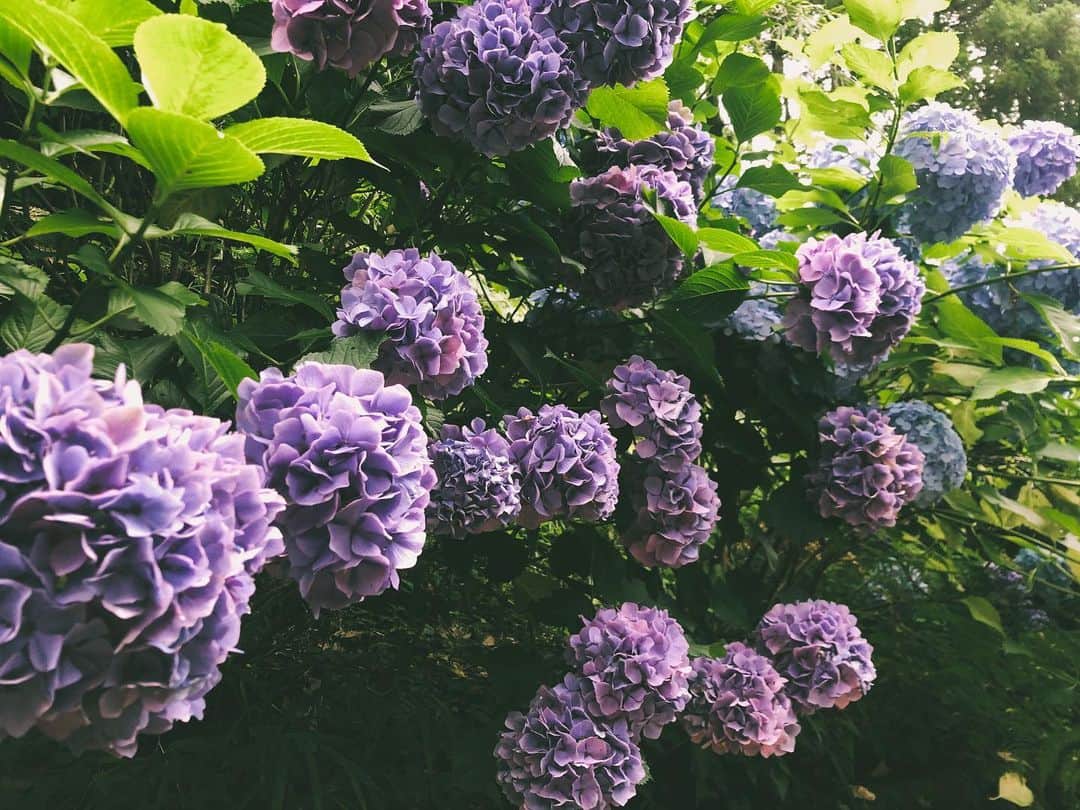 杉枝真結さんのインスタグラム写真 - (杉枝真結Instagram)「☺︎ もう少しで、 #紫陽花 ともお別れの時期かな。 出会う度に、素敵な気持ちをくれてありがとう。 来年は、もっと会いたいな。 #花畑 に会いに行きたいです ♡」7月3日 20時26分 - mayusugieda_official