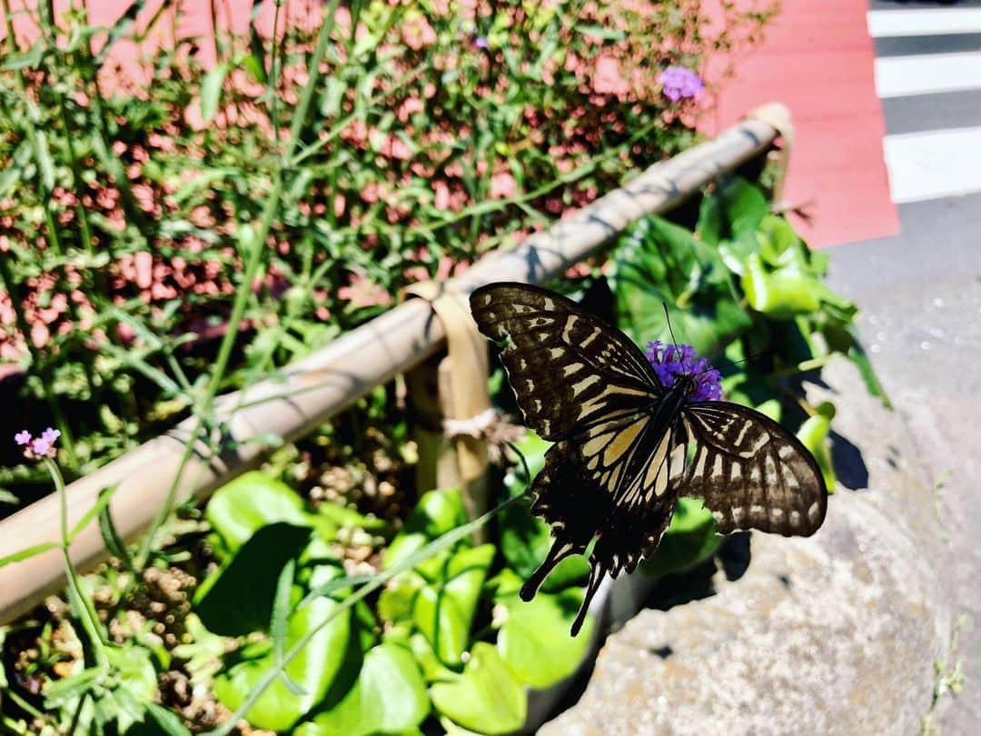 相沢梨紗さんのインスタグラム写真 - (相沢梨紗Instagram)「美容室へ行く途中で🖤💛🖤💛 . . . #tokyo #shibuya #butterfly #蝶 #🦋 #summer #iphonography」7月3日 20時19分 - risacheeese