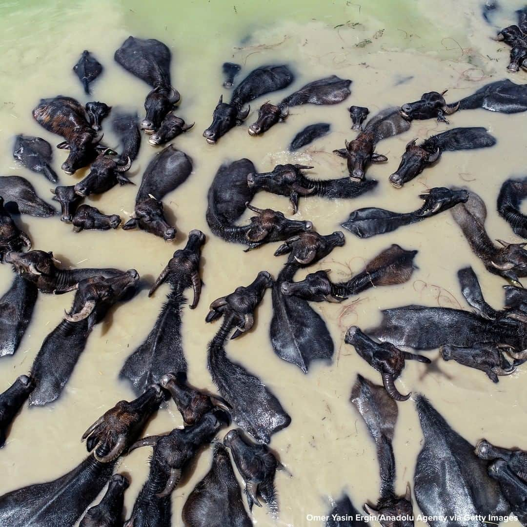 ABC Newsさんのインスタグラム写真 - (ABC NewsInstagram)「Aerial photograph shows herd of Anatolian water buffalo, whose population has increased by 121% since 2011 in Diyarbakir, Turkey, as a result of conservation efforts. #waterbuffalo #animals」7月3日 20時29分 - abcnews