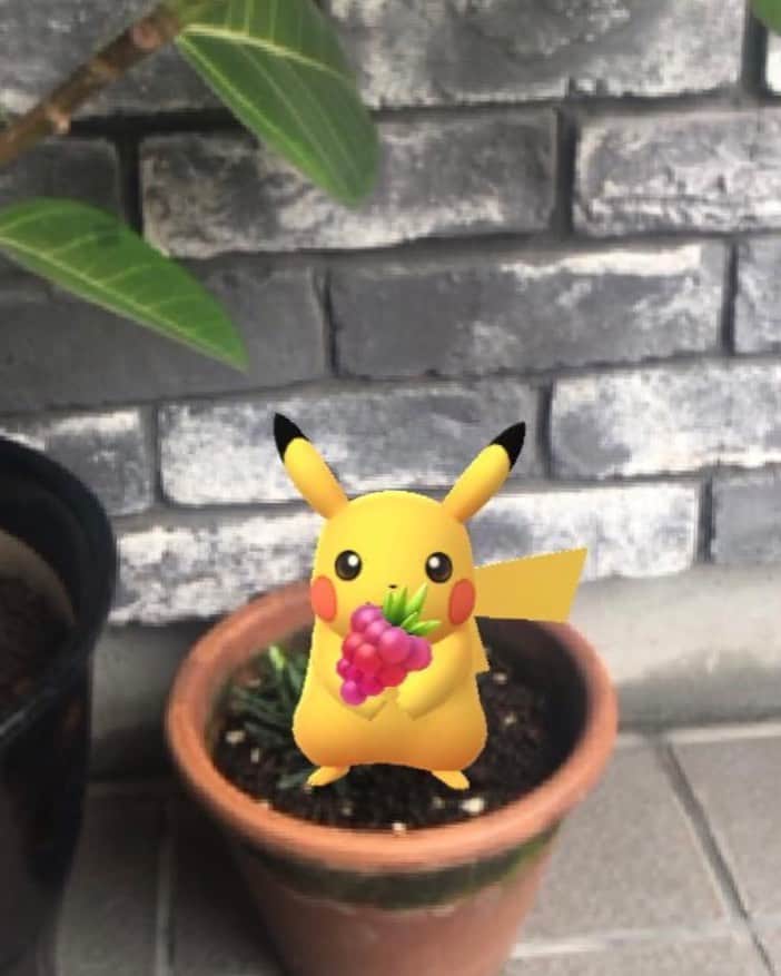 睦のインスタグラム：「ピカチュウ、 育ててます🍀  #ポケットモンスター　 #pocketmonsters  #ポケモン  #ポケモンゴー  #ポケモンgo  #pokemon  #pokemongo  #ポケモンゴー散歩　 #ポケモンgo散歩　 #鉢植え  #pikachu  #ピカチュー  #相棒  #パートナー　 #partner  #walk  #plants  #ズリのみ  #おやつ  #名探偵ピカチュウ  #PokémonDetectivePikachu  #ピカチュウ  #nintendo  #ssw  #singersongwriter  #artist  #lyricist  #singer  #井上睦都実 #睦」