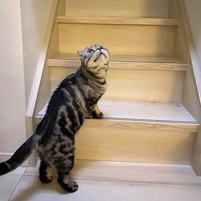 Shishi-maruのインスタグラム：「ねこのきもちWEBMAGAZINE にて、猫エッセイが更新されました。今回は「アゲハチョウに出会ったししまる」のお話です。アプリ版もありますので是非。﻿ お楽しみください。﻿ ﻿ 【渋ネコししまるさん】#54﻿ ｜ねこのきもちWEB MAGAZINE﻿ ﻿ https://cat.benesse.ne.jp/lovecat/content/?id=74676﻿ ﻿ 🐱My essay about Shishi-maru is serialized in a weekly magazine:)﻿ ﻿ ーーーーーーーーーーーーー﻿ ﻿ 🌺「渋ネコ ししまるさん」ねこのきもちWEB MAGAZINE にて毎週金曜日エッセイの連載中﻿ ーーーーーーーーーーー﻿ 📕「ぷっちねこ。」「3匹のちいさな猫を召喚できたなら」「ちいさな猫を召喚できたなら」徳間書店より単行本発売中﻿ ーーーーーーーーーーー﻿ ⭐︎ねこ漫画→@tacos_cat﻿ 🌺Twitter →@taco_emonemon﻿ ーーーーーーーーーーー」