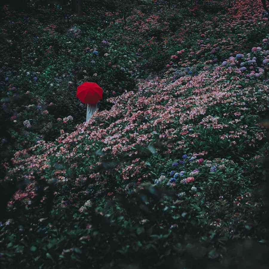 wacameraのインスタグラム：「After edit. The original image before edit is in my Stories! I useed only cellphone app. もうかれこれ10年スマホだけでレタッチをしてるのですが、今回はアプリのLightroomだけで完結しました。時間は5〜6分です。私の高スペックノートパソコンは宝の持ち腐れになりつつあります😂ビフォーはストーリーズにて😎」