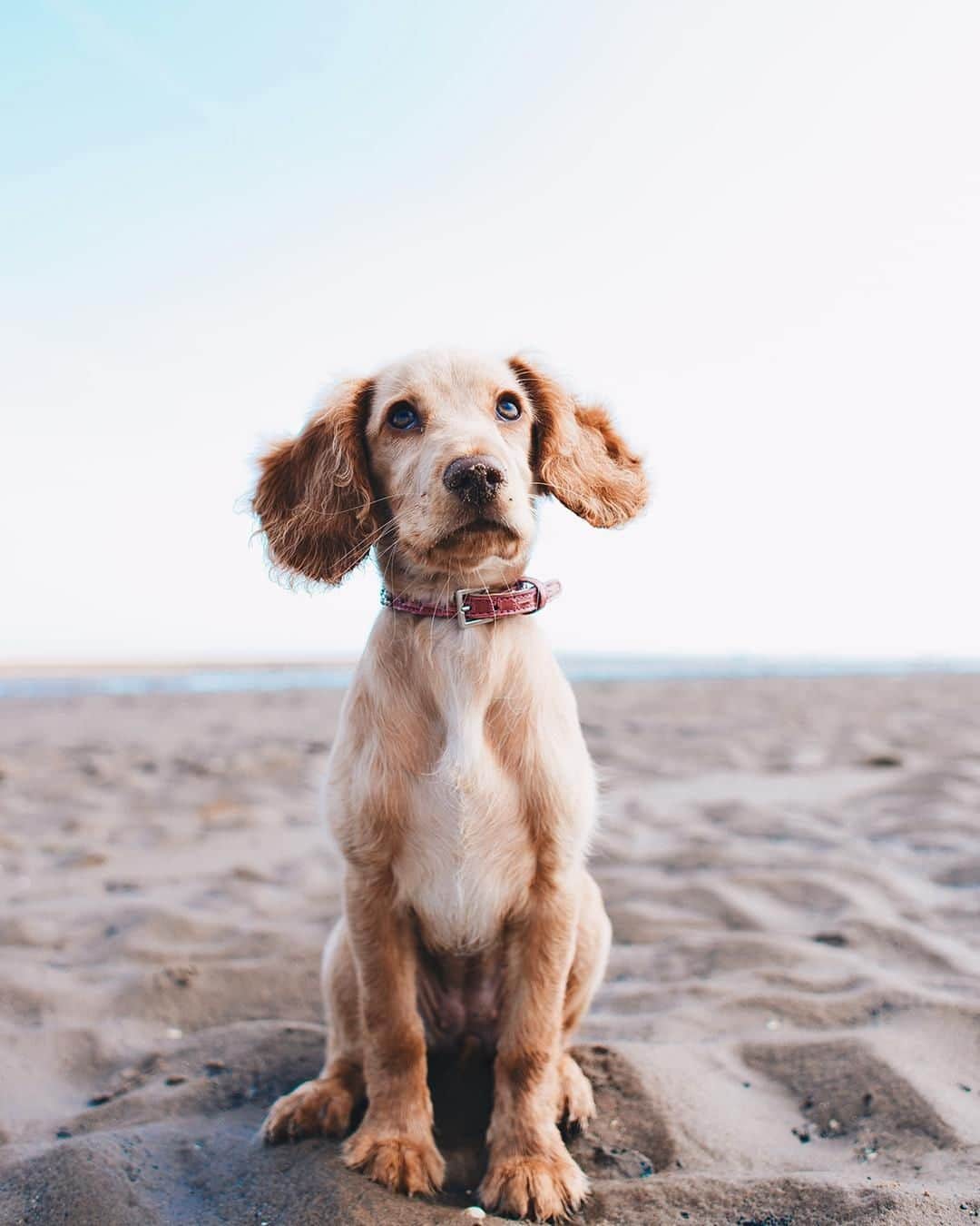 PAUL HEWITTさんのインスタグラム写真 - (PAUL HEWITTInstagram)「Things that spark joy: A beach and a puppy. 🌊🐾⚓️ #getAnchored #paulhewitt __ #beach #dog #doglove #puppy #ocean #sea #accessories #watches #jewellery #cute #cuteness」7月3日 21時03分 - paul_hewitt