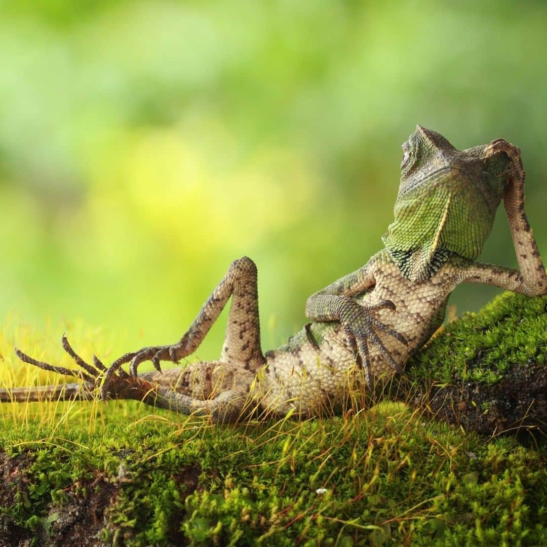 Discoveryさんのインスタグラム写真 - (DiscoveryInstagram)「Weekend mode.  . Photo: Roni Hendrawan (@roni_hendrawan12) . #relaxingtime #lizardsofinstagram #chillvibes #weekendmood #naturephotography #potd #wildlifeonearth」7月3日 21時30分 - discovery