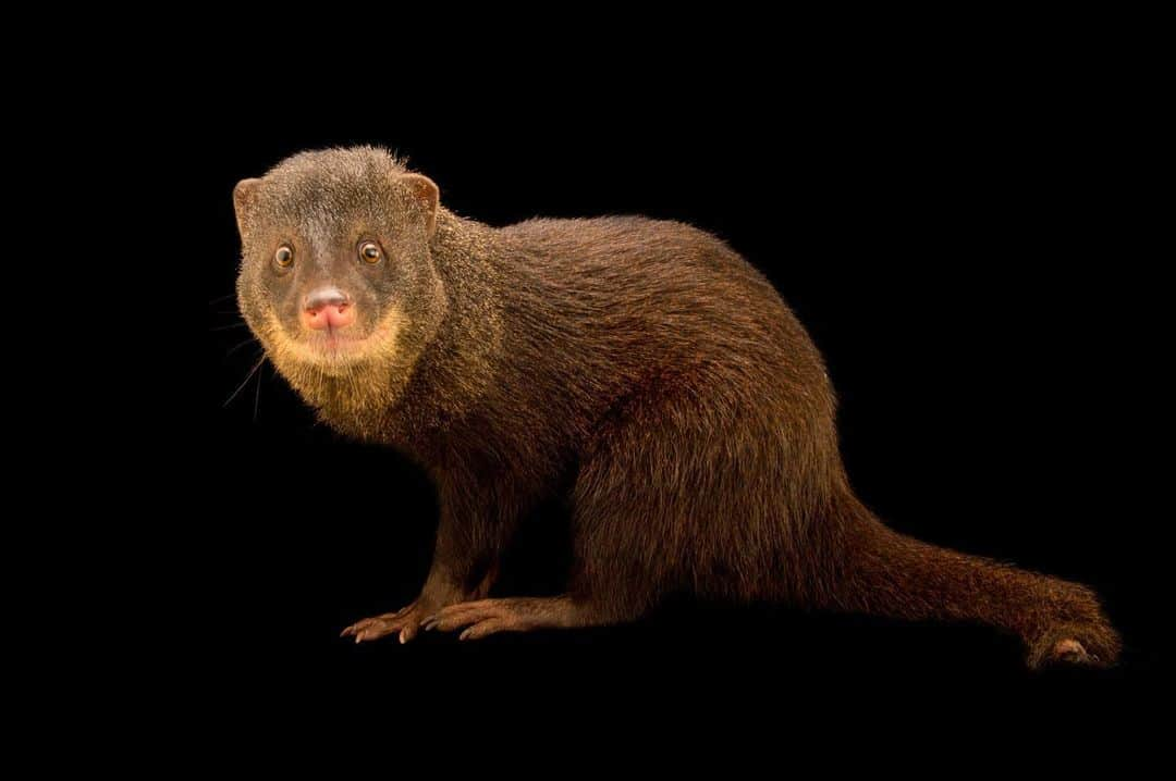 Joel Sartoreさんのインスタグラム写真 - (Joel SartoreInstagram)「Nino is a marsh mongoose I photographed at Animal’s World-Parc Assango in Gabon. This one-year-old male was brought to the refuge as a tiny furry baby and now lives freely around the owner’s forested property and garden. These animals are excellent swimmers, diving for up to 15 seconds using their webbed feet to paddle. Photo taken with a @nikonusa D4.  #NikonAmbassador #mongoose #marsh #swimmer #Nino  #PhotoArk #savetogether」7月3日 21時37分 - joelsartore