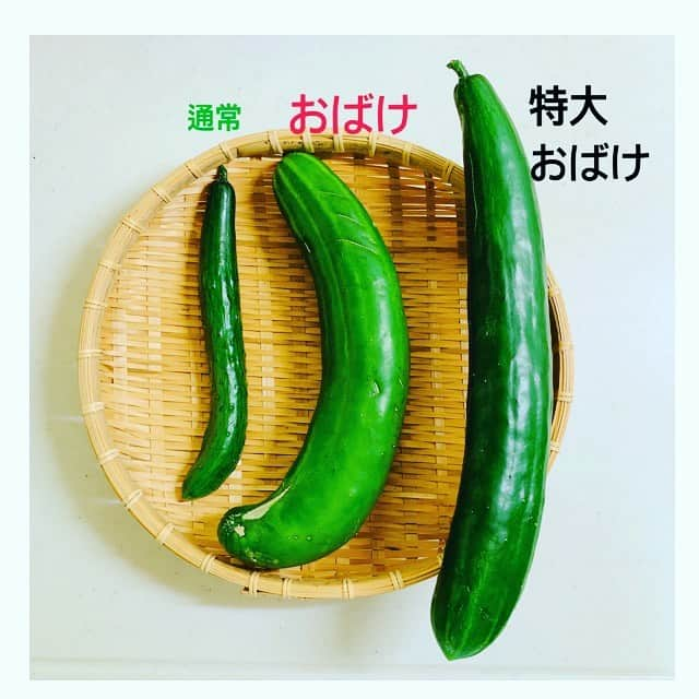 美蘭レンナさんのインスタグラム写真 - (美蘭レンナInstagram)「「もしもし〜📞♫」  🥒🥒🥒🥒🥒🥒🥒🥒🥒🥒🥒🥒🥒🥒🥒🥒🥒🥒  やらかしました〜🤣🤣🤣  きゅうりがおばけに変身しちゃいました👻👻 全然見えてなかったところにおばけきゅうりが二本も‼︎‼︎  2枚目の写真を見て頂くと どのくらい大きく育ってしまったかが お分かり頂けるかと、、、🤣w  ちなみに野菜文字は「  川　」  収穫のタイミング気をつけよう 😤😂👻🥒  写真を撮ってもらう時はちゃんと  「もしもし〜」って 言ってます😍✨💕 きゅうり電話☎️  もしもしの"も"verもありますww  #家庭菜園初心者#家庭菜園#収穫#記録#おばけ#おばけきゅうり#ドデカ#巨大化#きゅうり#野菜#夏野菜#🥒#野菜文字#川#夏#梅雨#1日#雨#雨の日#7月#3日#もしもし#電話#mammamia#レッスン着#レッスン#アップヘア#関西人#関西人あるある」7月3日 21時51分 - renna_miran33