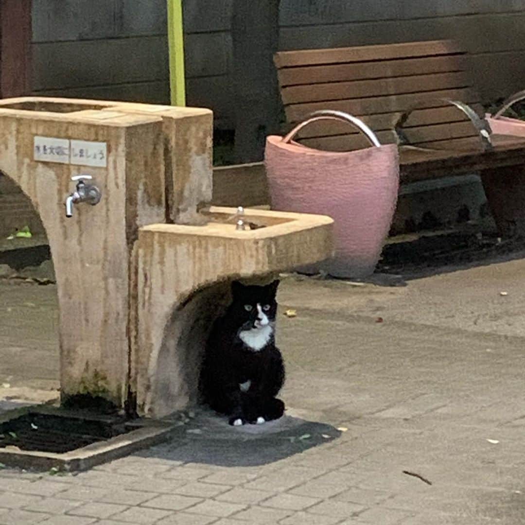 杉原勇武のインスタグラム：「公園で猫が小さな場所で雨宿りしてた。 なんか淋しそう。」