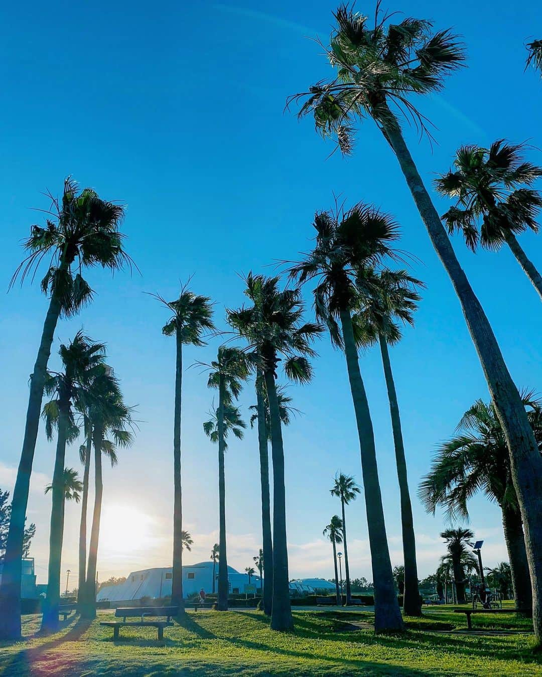 齋藤美波さんのインスタグラム写真 - (齋藤美波Instagram)「🌴🇺🇸🐚 夕方遊び。 ・ この梅雨時期貴重な快晴の日。 今日の天気絶対海気持ちいいだろうなぁ って窓の外見ながら仕事してて（笑） 終わったら海行こ。って決めてた！ ・ が、行ったはいいけど風強し。笑 Uターンし海浜公園へ、変更🔄 やっぱり夕方のこの時間最高でした🌴 やっぱヤシの木は癒し効果大だね😭✨ ・ 子供達も思いっきり走って遊び倒したな🤩 ・ 今年はジャンボプールやらないし 真夏はなかなかこれないなぁ ここでやる盆祭りが好きだったのに 今年は我慢だ、、、🥺🙌🏾 ・ 仕事終わりだったけど 子供達のあの笑顔とヤシの木サンセットの コラボ見れればもう心は満足♥️♥️♥️ 少しの時間でチャージできた✨ また次の日から頑張れる！！ ・ この日思ったこと。 ・ 車の免許取って本当によかった！ 海が近くてよかった！ #束の間のストレス発散 #太陽チャージー ・ #梅雨#初夏#仕事終わり#夕方遊び#サンセット#辻堂海浜公園#辻堂#湘南#男の子兄弟#男の子ママ#4歳児#2歳児#野生児#日本のカリフォルニア#🌴#🌞 #beach#park#shonan#boys#brothers#sunset#charge#smile#happy#sons#california」7月3日 22時18分 - saito373minami