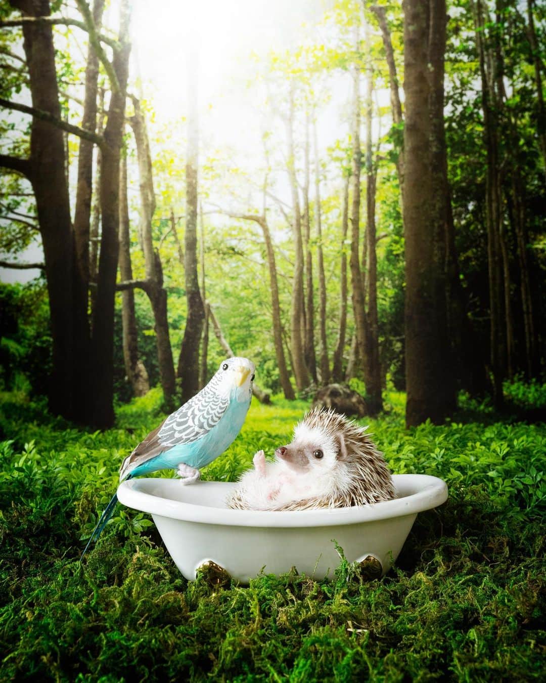 ダーシーのインスタグラム：「Forest bathing🌞🌳🛀✨」