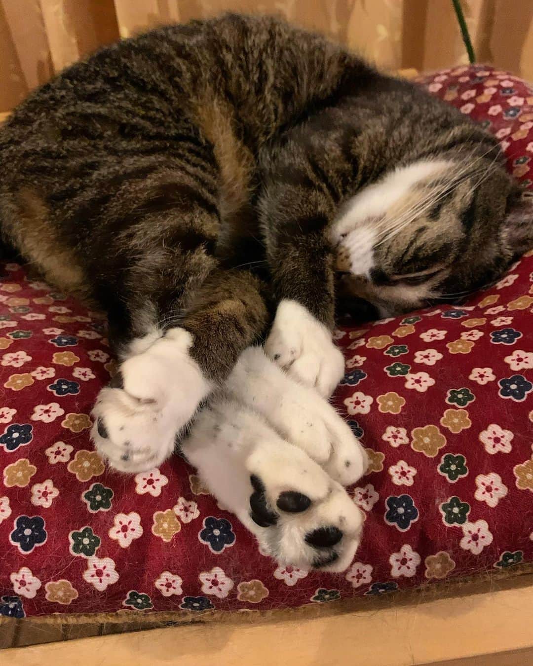 takegaeruのインスタグラム：「ただいま てんちゃん( ^ω^ ) #猫 #cat #よもねこ #よもぎねこ #キジトラ #きじとら」